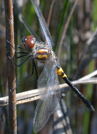 Double-ringed Pennant